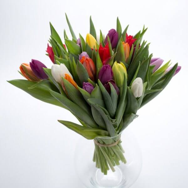 Blandede Tulipaner