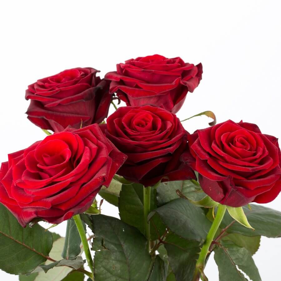 5 Røde roser lang stilk er tegn. Send i dag
